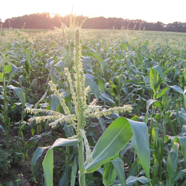 Impressionen vom Bioland Hofladen Gemüsediele in Wunstorf